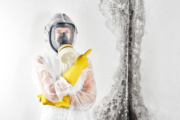 Reliable Coquille, OR Mold Removal Solutions